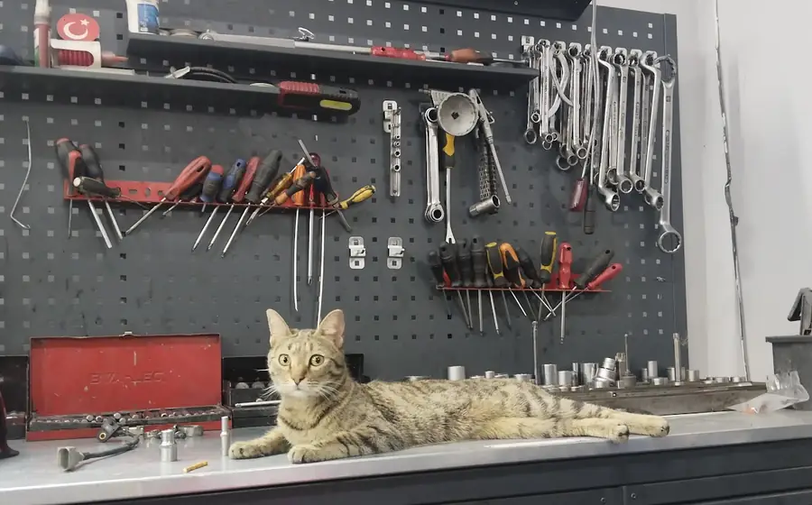 Düzenli takım duvarının önünde tezgâhta uzanan kedi